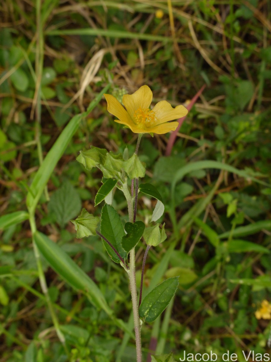 Sida rhombifolia L.